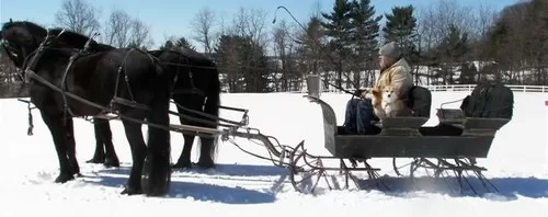 Horses pulling sleigh in snow